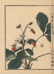 Ichigo eller jordbær, Fragaria ananassa. Håndkoloreret træsnit af Kono Bairei fra Kusa Bana Hyakushu (One Hundred Varieties of Flowers), Tokyo, Yamada