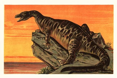 Iguanodon bernissartensis, uddøde arter af Iguanodontian dino1908 (litografi)