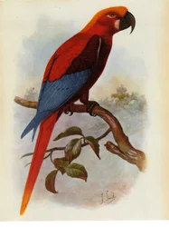 Illustration/Ara grossei/Jamaicansk papegøje