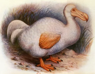 Illustration/Didus solitarius/White Dodo of the Reunion/Solitaire