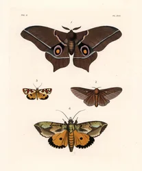 Imbrasia epimethea (Saturnia epimethea) 1, rosastribet egevikler, Anisota virginiensis (Dryocampa virginiensis) 2, Crameria aegocera (Aegocera amabilis) 3, og Eudocima materna (Triphaena materna) 4. Håndkoloreret litografi fra John O. Westwood