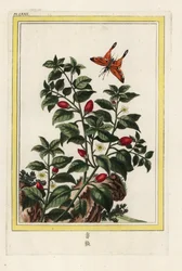 Indien Peber. Peber, Capsicum annuum. Håndkoloreret ætsning fra Pierre Joseph Buchoz 