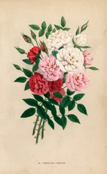 Indiske knaproser, bengalske pomponer, Rosa chinensis-hybrider. Kromolitografi tegnet og litograferet efter naturen af F. Grobon fra Hippolyte Jamain og Eugene Forneys "Les Roses", Paris, J. Rothschild.