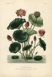 Indisk lotus, Nelumbo nucifera, Nelumbium speciosum, Nelumbo elegant