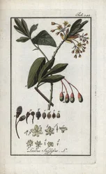 Irokesisk laurbær (Sassafras albidum). Litografi fra "Afbeelding der Artseny-Gewassen" af Johannes Zorn (1739-1799), Holland