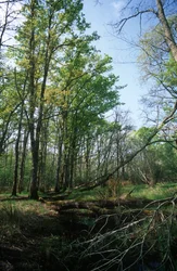 Italien, regionen Lazio, Circeo Nationalpark, dam i biosfærereservatet