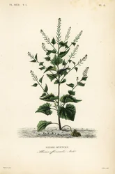 Jack-by-the-hedge eller hvidløg sennep, Alliaria petiolata, Alliaria officinalis, Alliaire officinale