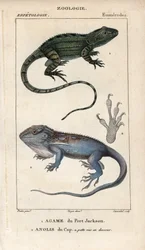 Jacky lashtail, Port Jackson agame, Amphibolurus muricatus, og Cape dwarf gecko, Cape anolis, Lygodactylus capensis. Håndkoloreret kobberstik fra Jussieus "Dictionary of Natural Sciences" 1816-1830. Bøgerne om fisk og krybdyr