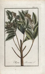 Jamaicansk peber eller fire krydderier eller giroflee-peber (Pimenta dioica). Litografi fra "Afbeelding der Artseny-Gewassen" af Johannes Zorn (1739-1799), Holland