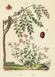Jujube eller kinesisk daddel, Ziziphus jujuba 1, og Virginia stock, Malcolmia maritima 2