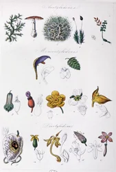 Jussieus metode, ca. 1850 (kobberstik)