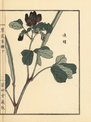 Ketsumei, kinesisk senna eller seglrod, Senna obtusifolia. Håndkoloreret træsnit af Kono Bairei fra Kusa Bana Hyakushu (One Hundred Varieties of Flowers), Tokyo, Yamada