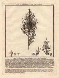 La Sabine, Savinier Juniperus fabina. Venenplante, beskrivelse af en han- (i midten) og hungren (til venstre) med detaljer af frugter på forskellige modningsstadier. Eau forte en couleurs 18. århundrede, i Herbier de la France (1780-1793), tegning, eng.