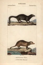 La mangouste et le suricate - Eau forte af Jean Gabriel Pretre (1780-1845), graveret af Carnonkel, til naturvidenskabelig ordbog: pattedyr af Frederic Cuvier, redigeret af Pierre Jean Francois Turpin (1775-1840), udgivet af F.G.Levrault, et parisisk forlag