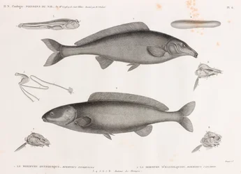 Oxyrhynchus Mormyra & Hasselquist Mormyra