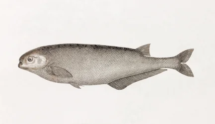 Behbeyts Mormyra