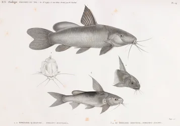 Le Pimelode Karafche og Le Pimelode Aboureal