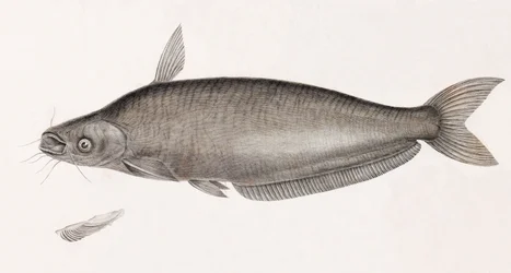 Schilbe Havkat