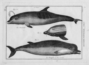 Marsvinet og delfinen i "Painting Encyclopedique et Methodique des trois Regnes de la Nature" af Pierre Joseph Bonnaterre (1762-1804). Paris 1784