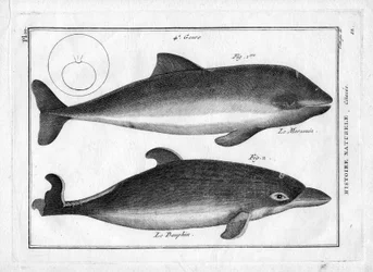 Marsvinet og delfinen i "Painting Encyclopedique et Methodique des trois Regnes de la Nature" af Pierre Joseph Bonnaterre (1762-1804). Paris 1784.