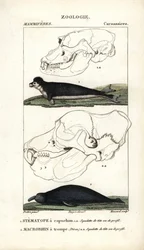 Le stematope à capuchon et le macrorhin a trompe ou elephant de mer - Eau forte af Jean Gabriel Pretre (1780-1845), graveret af Carnonkel, til naturvidenskabelig ordbog: pattedyr af Frederic Cuvier, redigeret af Pierre Jean Francois Turpin (1775-1840)