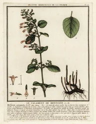 Mindre calamint, Clinopodium nepeta.