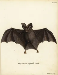 Lille falsk vampyrflagermus, Megaderma spasma. Vespertilio spasma Linn. Håndkoloreret kobberstik af Hermann Jakob Tyroff fra Johann Christian Daniel Schreber