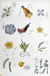 Linned-system, ca. 1850 (gravering)