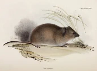 Langhåret eller pestrotte, Australien, c 1832-1836