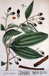 Malabar kanelplante