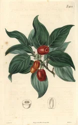 Han-kornel, gren med frugt. Illustration af C. Curtis, stik af Weddell. Eau forte i The Curtis Botanical Magazine, af Samuel Curtis