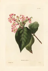 Malpighia glabra. Håndkoloreret kobberstik af George Cooke efter en illustration af George Loddiges fra Conrad Loddiges