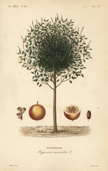 Manchionel ora Manchionel træ, Hippomane ferskvand, Mansunillir