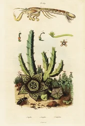 Mantis-rejer, stjerneblomst og bille., 1834-1839 (gravering)