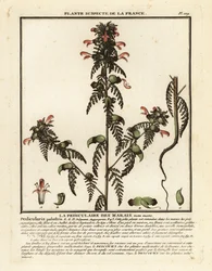 Lusseurt, Pedicularis palustris.