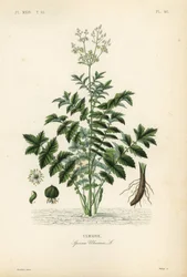 Engsød eller mjødurt, Filipendula ulmaria, Spiraea ulmaria, Ulmaire