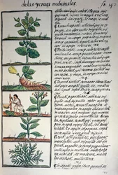 Lægeplanter, tekst i Nahuati, fra faksimile af manuskript General History of Things of New Spain, også kendt som Florentine Codex, af Bernardino de Sahagun