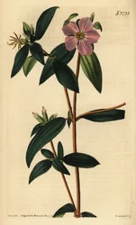 Melastoma osbeckioides. Håndkoloreret kobberstik af Weddell efter en illustration af John Curtis fra Samuel Curtis