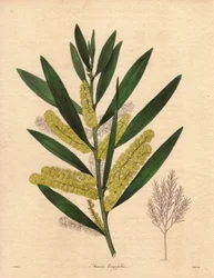 Mimosalarve (Acacia longifolia), busk med vedvarende løv, op til 3 til 6 meter høj, med blomsterstand i lange, citrongule episoder, meget duftende. Planten er hjemmehørende i New Holland (Australien), indført til Storbritannien i 1792. Illustration af R