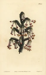 Monadelphous hede, Erica monadelpha