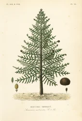 Abepusletræ eller chilensk fyr, Araucaria imbricata, Araucaria imbricata, Araucaria imbrique