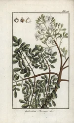 Moringa (Moringa oleifera). Litografi fra "Afbeelding der Artseny-Gewassen" af Johannes Zorn (1739-1799), Holland