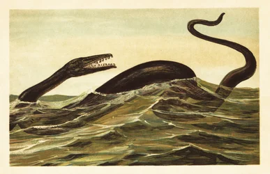 Mosasaurus hoffmannii, uddødt akvatisk krybdyr.1908 (litografi)