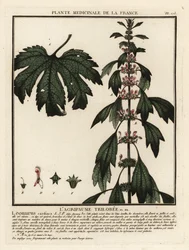 Moderurt, Leonurus cardiaca.