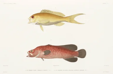 Plettet sæbefisk og Ruby Anthias