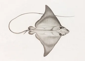 Koskind