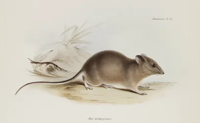 Mus, Galapagosøerne, c 1832-1836