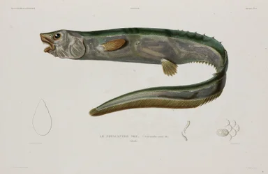 Natacanthus nasus, Island, begyndelsen af det 19. århundrede
