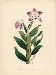 Halskæde-stilket dendrobium eller sekikoku orkidé, Dendrobium moniliforme. Håndkoloreret zinkografi af C. Chabot tegnet af Miss M. A. Burnett fra hendes "Plantae Utiliores: or Illustrations of Useful Plants," Whittaker, London.