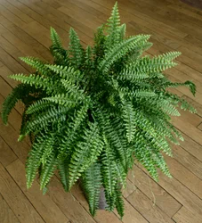 Nephrolepis exaltata, bregne i et hus
